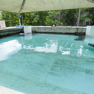 May. 2021 - Turtle Trek & Manatee Rescue - First Manatee Rehab Tank