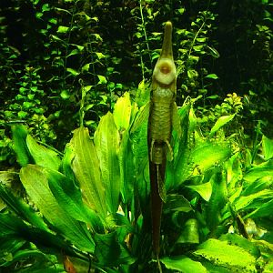 Sturisoma robustum or Farlowella hahni