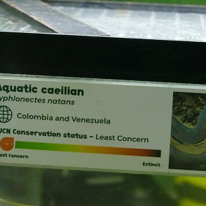 Caecilian sign, Amphibian Ark, September 2021