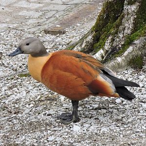 South African shelduck [2015]