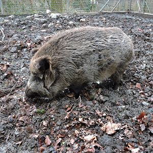 Central European boar [2015]