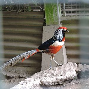 Hybrid pheasant [2015]