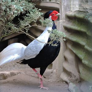 Silver pheasant [2015]