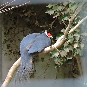 Blue eared pheasant [2015]