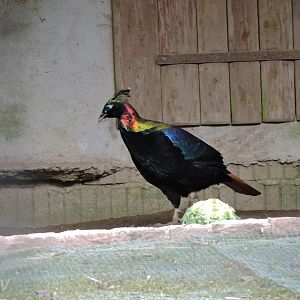 Himalayan monal [2015]