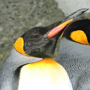 King penguin [2015]