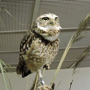 Burrowing owl [2015]