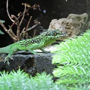 Martinique anole [2015]