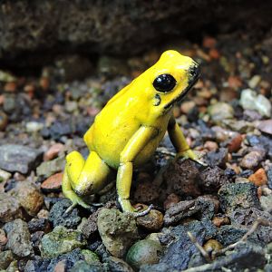 Golden poison frog [2015]