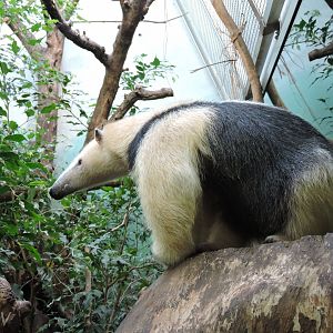 Southern tamandua [2015]