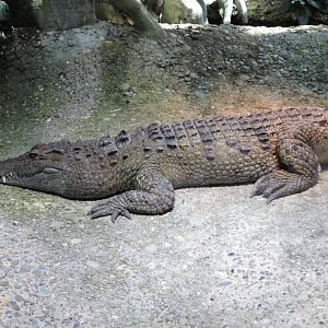 Philippine crocodile [2015]