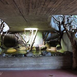 Pygmy hippopotamus exhibit - Afrikahaus [2015]