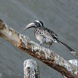 African grey hornbill - Afrikahaus [2015]