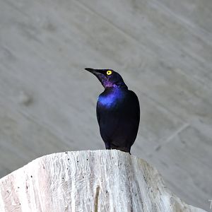 Purple starling - Afrikahaus [2015]