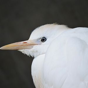 Cattle egret [2015]