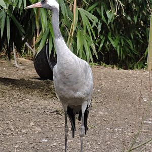Eastern common crane [2015]