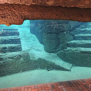 Asian elephant underwater viewing [2015]