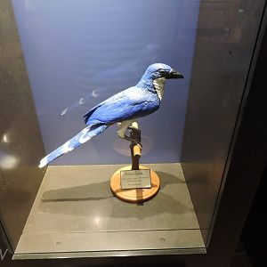 Delalande's coua [2015]