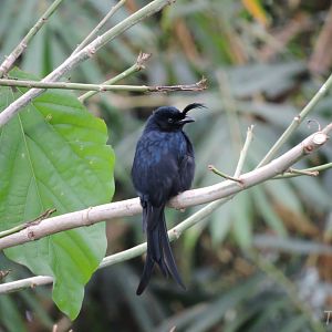 Crested drongo [2015]