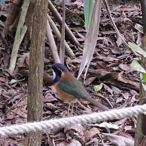 Pitta-like ground roller [2015]