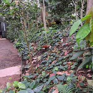 Madagascar ibis [2015]