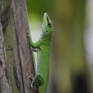 Madagascar giant day gecko [2018]