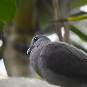 Malagasy turtle dove [2018]