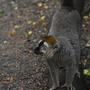 Red lemur [2018]