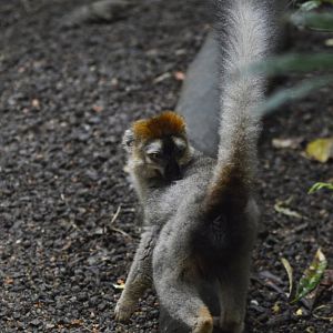 Red lemur [2018]