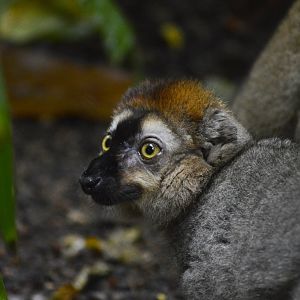 Red lemur [2018]