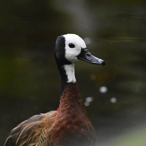 White-faced whistling duck [2018]