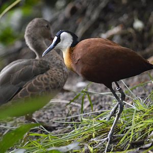 African jacana [2018]
