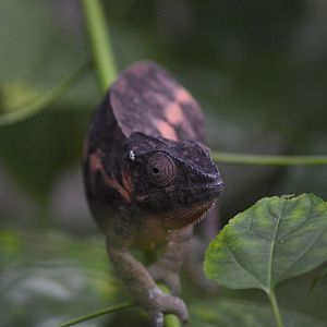 Panther chameleon [2018]