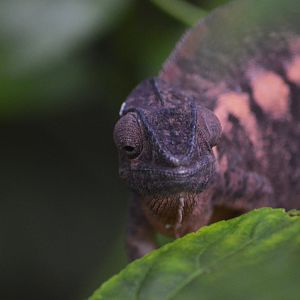 Panther chameleon [2018]