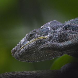 Panther chameleon [2018]