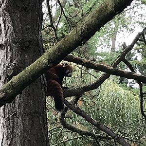 Red panda “Ginger”