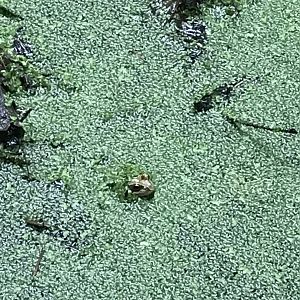 Frog in the wildlife garden pond