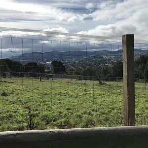 Przwalskis horse enclosure