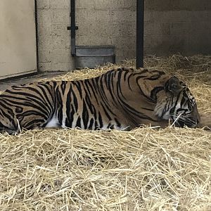 Sumatran tiger