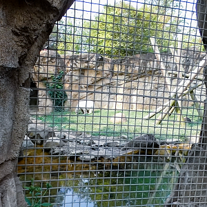 Sep. 2021 - Northwest Passage - Second Polar Bear Exhibit (Former Black Bear)