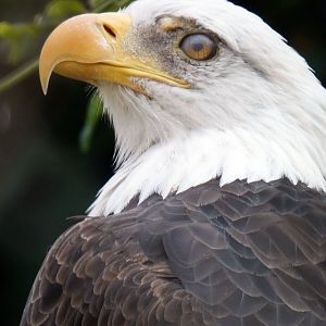 Sep. 2021 - Northwest Passage - Bald Eagle