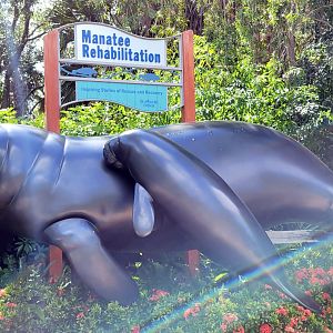 May. 2021 - Turtle Trek & Manatee Rescue - Manatee Statue