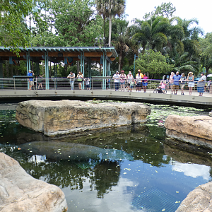 May. 2021 - Turtle Trek & Manatee Rescue - Florida Manatee Exhibit