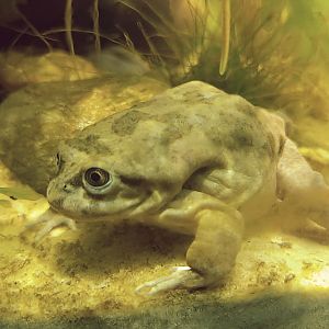 Titicaca water frog (Telmatobius culeus)