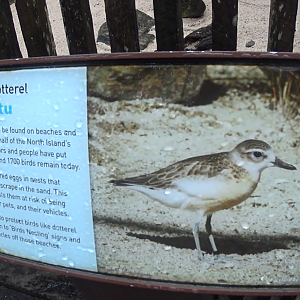 New Zealand Dotterel Sign (2020)