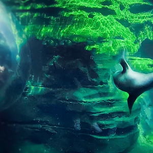 Sep. 2021 - Northwest Passage - California Sea Lion