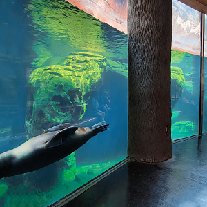 Sep. 2021 - Northwest Passage - California Sea Lion