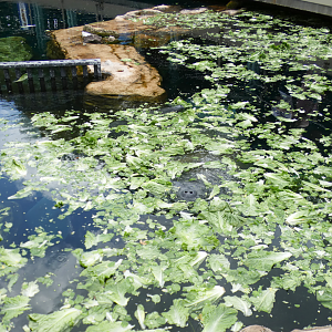May. 2021 - Turtle Trek & Manatee Rescue - Florida Manatee Exhibit