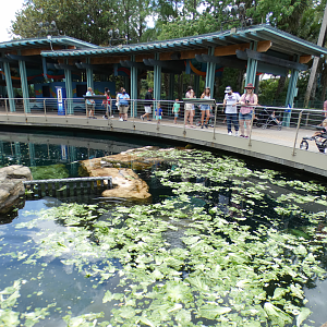 May. 2021 - Turtle Trek & Manatee Rescue - Florida Manatee Exhibit