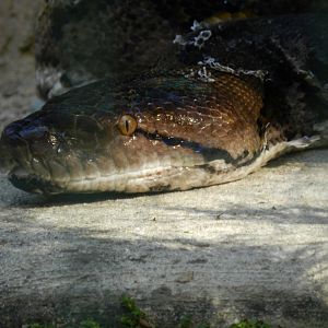Reticulated python - Belo Horizonte zoo